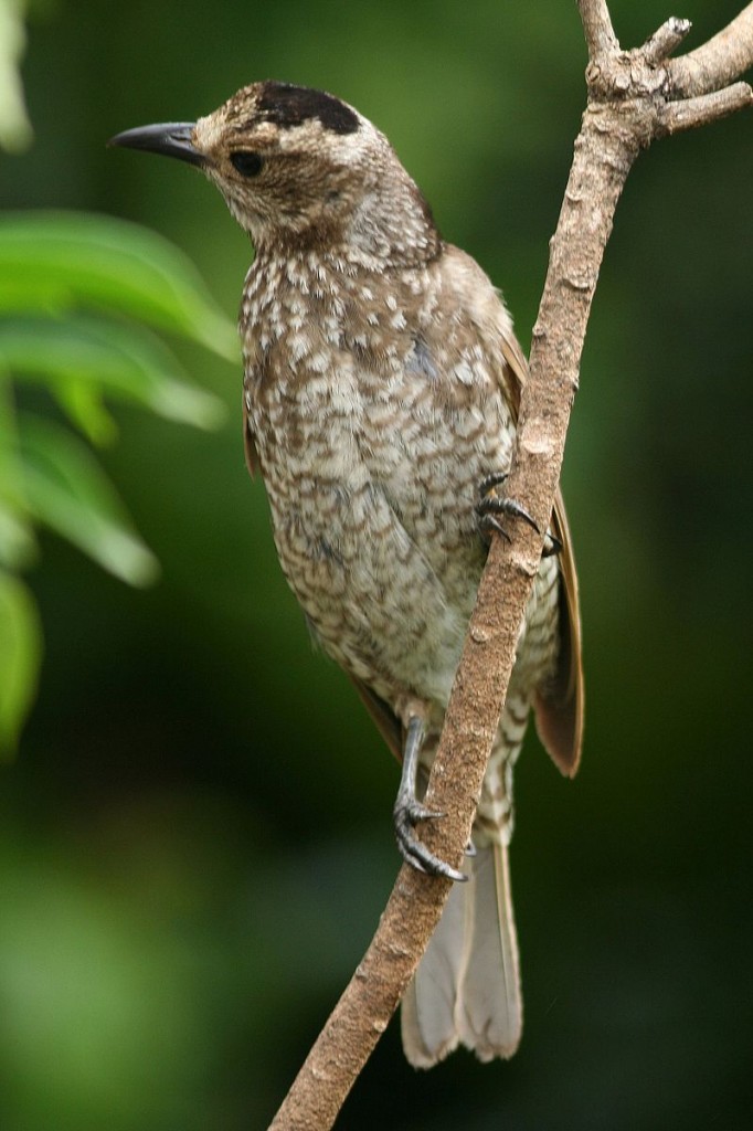 800px-Regent_Bowerbird_female