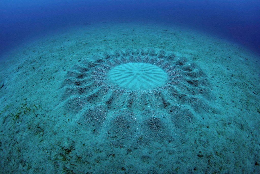 pufferfish-that-makes-crop-circles
